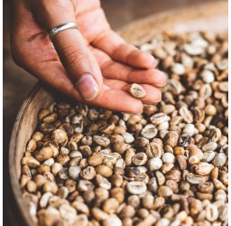 India Robusta Kaffee Parchment AB roh